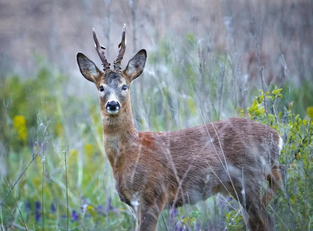 roedeer_img1