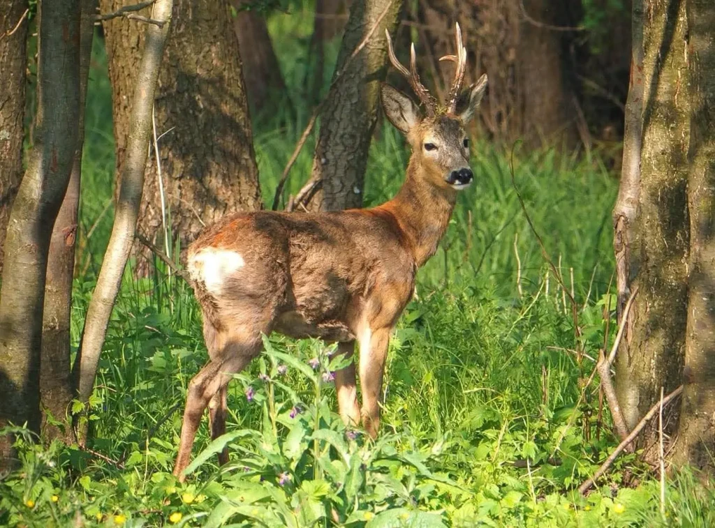 roedeer_img4