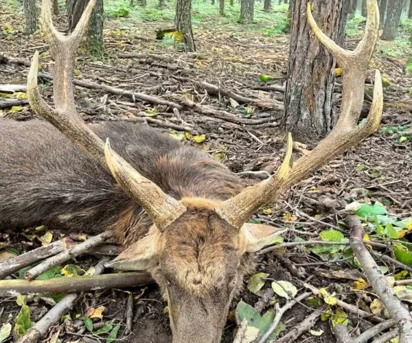 manchur_deer_img12