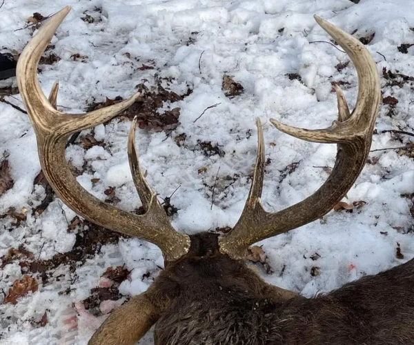 manchur_deer_img2