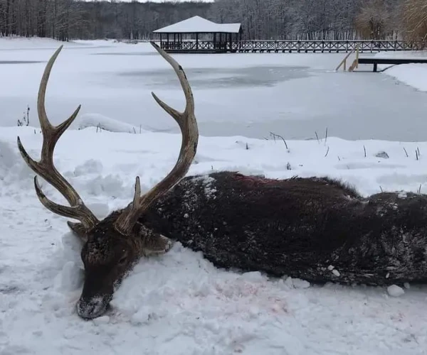manchur_deer_img3