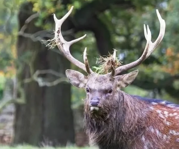 manchur_deer_img5