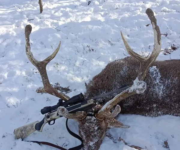 manchur_deer_img6
