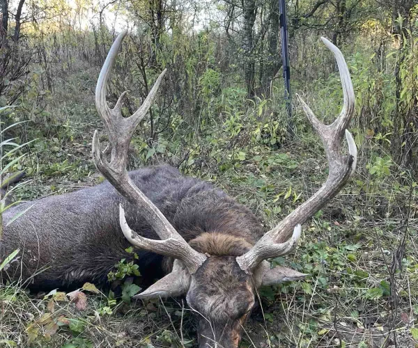 manchur_deer_img8