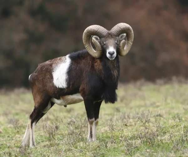 mouflon_img2