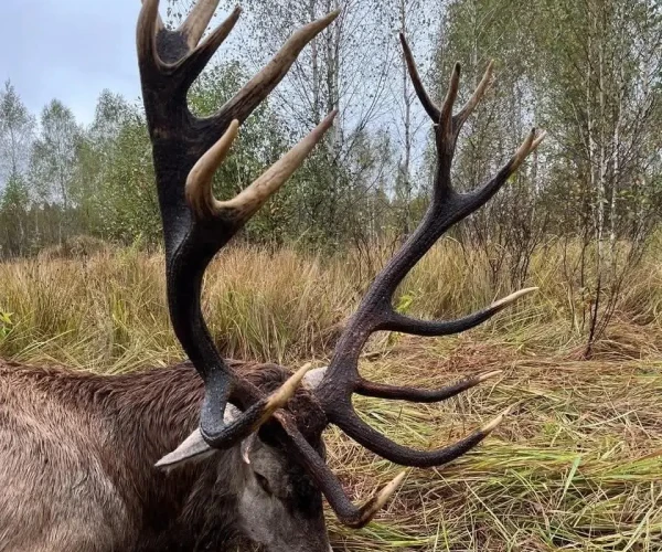 red_deer_img1