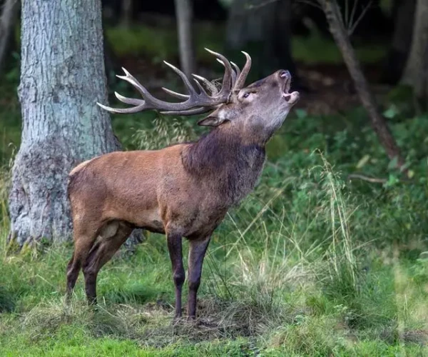 red_deer_img10