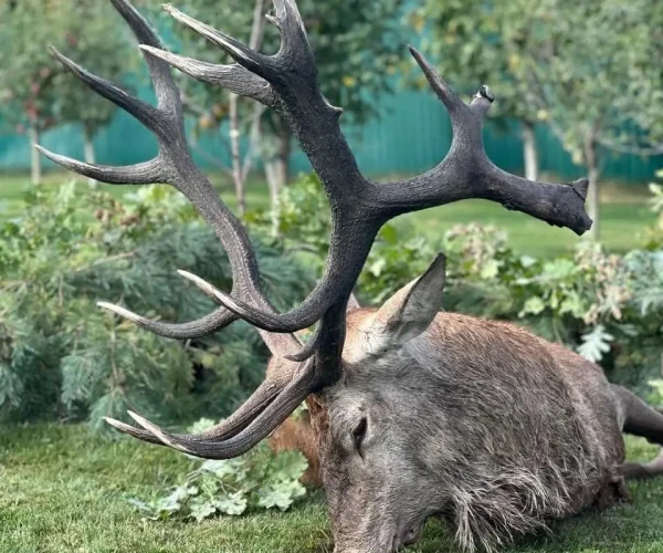 red_deer_img2