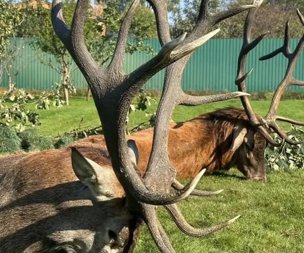 red_deer_img3