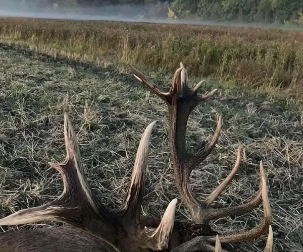 red_deer_img4