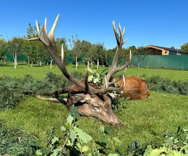red_deer_img6