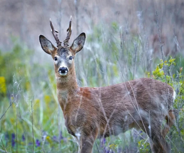 roedeer_img1