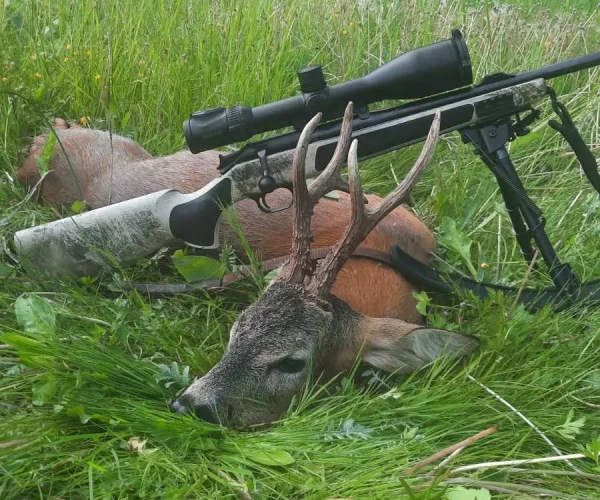 roedeer_img10