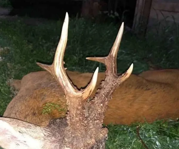 roedeer_img2