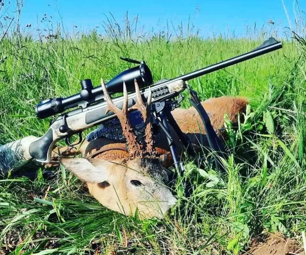 roedeer_img3