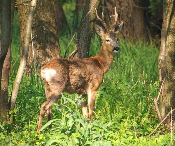 roedeer_img4