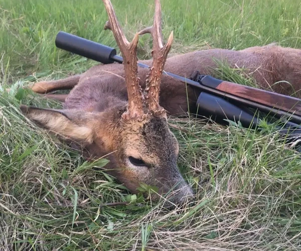 roedeer_img5