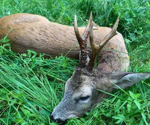 roedeer_img6