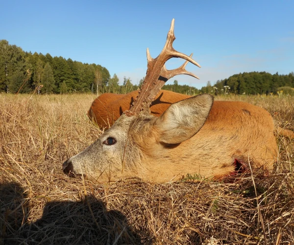 roedeer_img8
