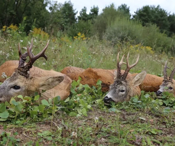 roedeer_img9
